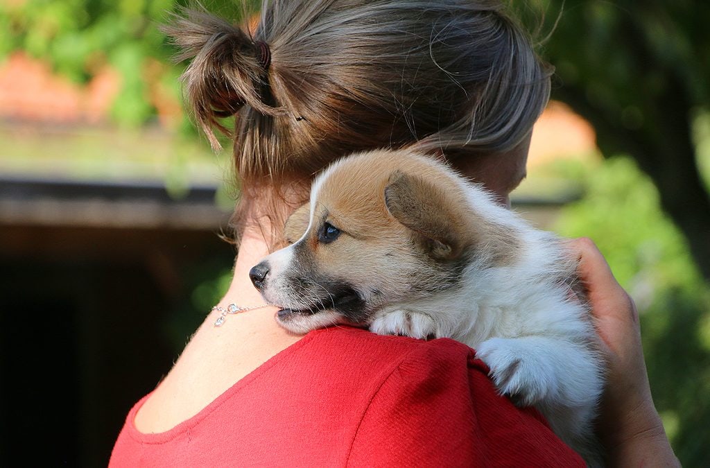 Welsh Corgi Pembroke