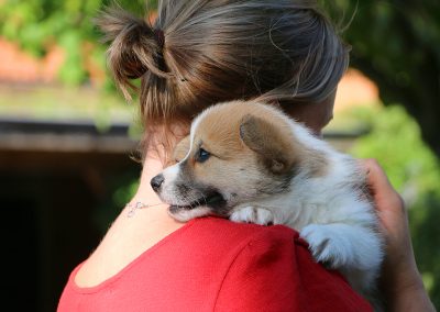 Welsh Corgi Pembroke